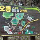 빛-자작나무 이미지