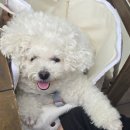 송정마을회관 | [남해 카페] 송정 솔바람 해변 오션뷰 카페 '오아시스' 애견 동반 후기