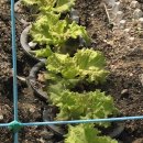 강선농장 | Life &amp; Farm 26.04 | ⑤텃밭 1주일 변화｜상추 첫 수확 직전과 열무·알타리 발아 후기