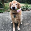 무지개다리 이미지