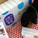 매일우유정읍