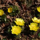 봄의언덕 이미지