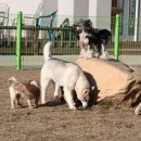 로이애견 이미지