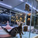 마포고양이도레미캣 이미지