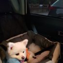 대전펫택시 이미지