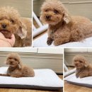 더윌 | 강아지방석 강아지쿨매트 더위 타는 토이푸들 후기