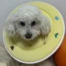 여서동물병원 | 강아지 신장 낭종 수술 후기 / 신장 낭종 / 다낭성신장증후군 PKD / 강아지 수술 회복 과정