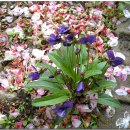 장군산 둘레길 이미지