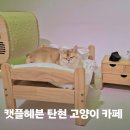 아비꼬 일산탄현제니스스퀘어점 | 파주 고양이카페 캣플헤븐 일산탄현점 70마리 고양이 일산아이랑가볼만한곳