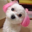 동네미용실 Daum카페
