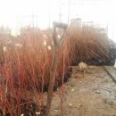 비파농장 이미지