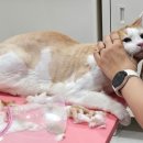 이쁘면다냥 이미지