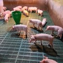 개량양돈 이미지