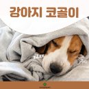 미사동물병원 네이버블로그
