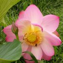 수완1제 이미지