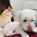 루피 하임