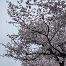 주민자율방범대 | 진해 군항제 후기 - 벚꽃은 한없이 봐도 계속 이쁘다.