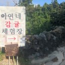 아연네감귤체험농장 이미지