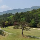 금잔디 골프 클럽 네이버블로그