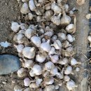 귀동농장 이미지