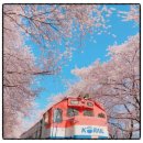 판암역 2번출구 | 2026 벚꽃 개화시기 &amp; 전국 축제 완벽 정리