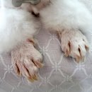 노바펫 | 강아지 트러블진정 강아지가려움증 추천 노바펫샴푸 피부보습까지