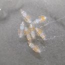 한치로1 이미지