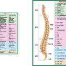 척추 신경분포도 이미지