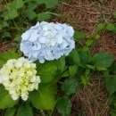 중앙닭집식당 이미지