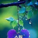 행복한아침 Daum카페