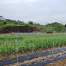 삼부농장 이미지