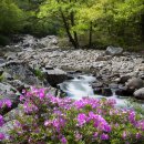 지리산 달궁계곡 수달래 이미지