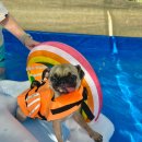 해피데이애견 | 경주애견펜션 강아지수영장이 있는 해피데이해피독 가족여행