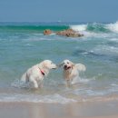 하비&화인나 이미지