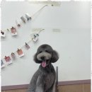 아리스타펫 이미지
