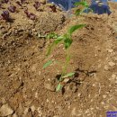 계룡 농장 이미지