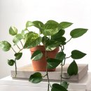 바른정한의원 이미지