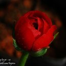 무주읍232 Daum카페