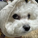 우댕샵