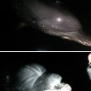 [핫핑크돌핀스의 해양동물 이야기 15] 러시아의 바다 쉼터 '델파 센터' - 창고에 버려진 돌고래들을 기억하며 이미지
