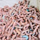 국제라지에타 이미지