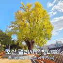 은행나무사거리2 | 오산 궐리사 은행나무 단풍 명소, 물향기수목원 못지않네