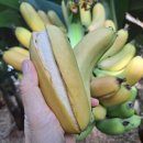 일월농장 이미지