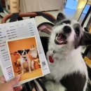 댕댕카 | 2025년 11월 대전펫페어 단추가 다녀온 후기