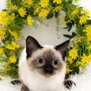 대구고양이분양 도로시펫 이미지