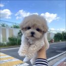 마마스미독 강아지 분양 김해점 | [김해강아지분양 마마스미독 강아지분양 김해점] 걱정 없이 분양 시작할 수 있는 곳