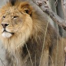 바나나사자 이미지