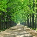 국도2호선 가로수길 이미지