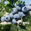 새자리농원 이미지