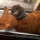 기막힌 동거 이미지